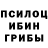 Псилоцибиновые грибы Psilocybine cubensis Sundus Shah